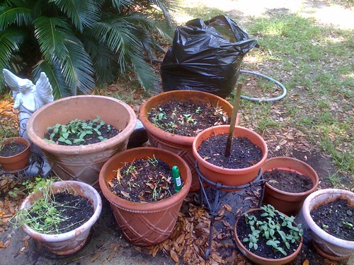 our little patio garden