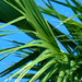 close up of palm leaves.