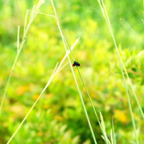 two dolphins, fins peeking out of the water
