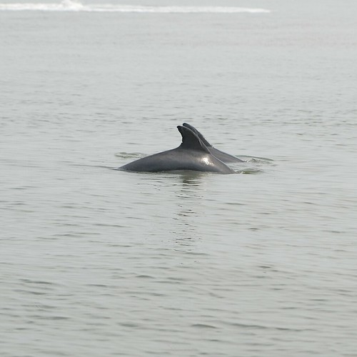 two dolphins, fins peeking out of the water