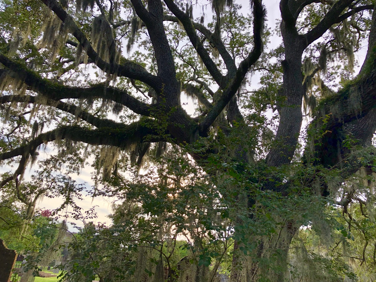 A big oak tree covered in spanish moss at sunset.